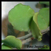 Hoya kanyakumariana