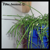 Hoya linearis