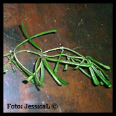 Hoya retusa