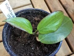 Hoyabladet Juli 2018 - Hoya nicholsoniae