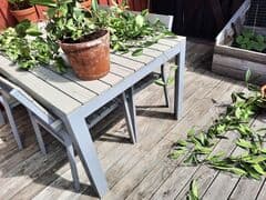 Omplantering Hoya