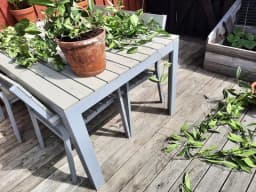 Omplantering Hoya