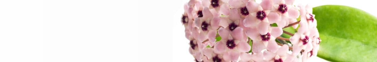 Hoya iFokus
