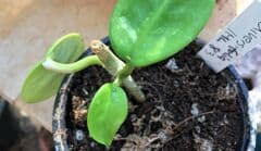 Hoyabladet Maj 2018 - Hoya diversifolia