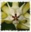 sainthoyas